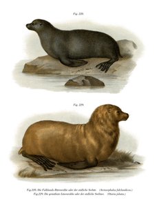 South American Fur Seal